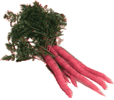 Carrots