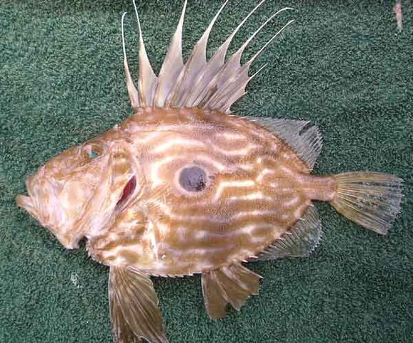 File:JohnDory.jpg