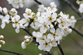 Plumblossom