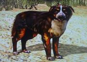 Hund3.jpg