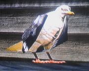 Möwe lebendig.jpg