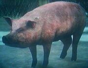 Schwein.jpg