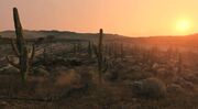 Cholla1.jpg