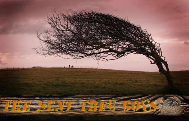 File:Benttree.jpg