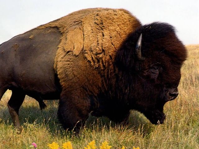 File:The Buffalo Boys Buffalo.jpg