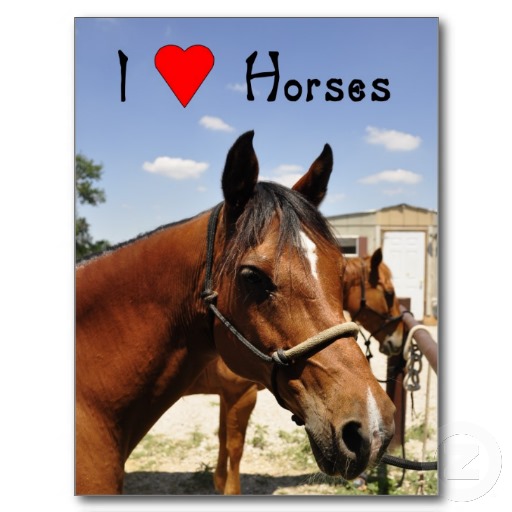 I love horses western horse postcard-r64f6d9ffe2204280a3435ac8ef6c75cd vgbaq 8byvr 512