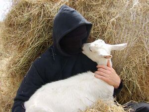 Activistgoat