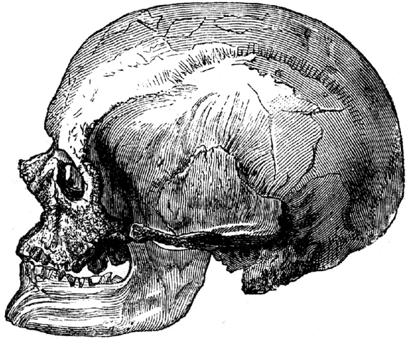 File:717px-Cro-Magnon-male-Skulll.png
