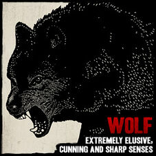 Wildlife wolf