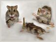 Drunk-Mice-animal-humor-1993688-1024-768