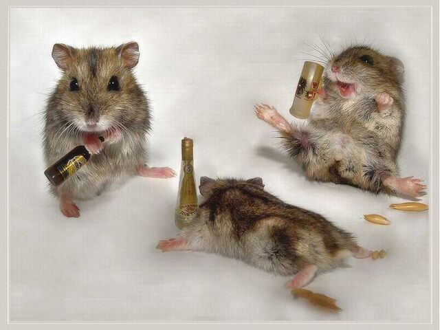 File:Drunk-Mice-animal-humor-1993688-1024-768.jpg