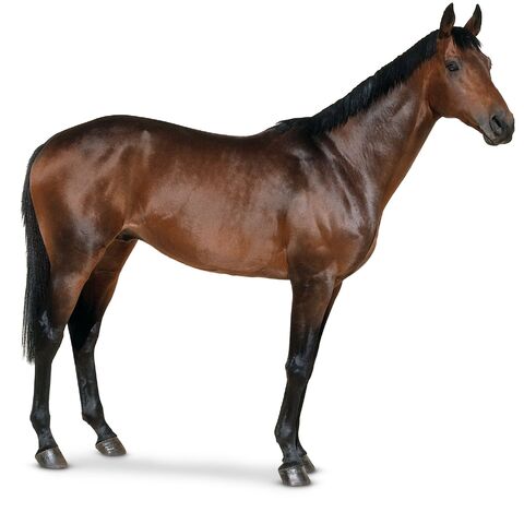 File:Horse.jpg