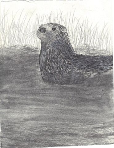 File:Otter in the rushes.jpg