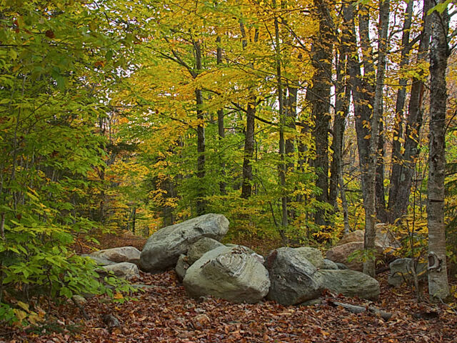 File:Forest.jpg