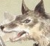 File:Captured a marle fox!.PNG
