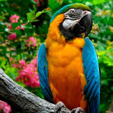 File:Parrot.jpg
