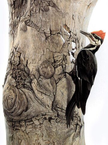 File:Wood.jpg