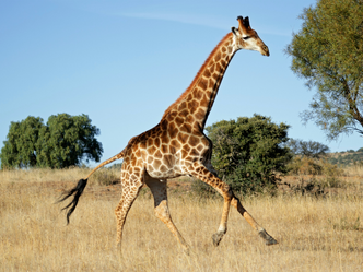 Jirafa 12.png