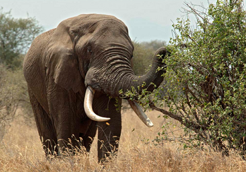 Elefante africano 6