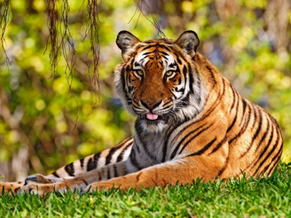 Tigre de bengala 3.png