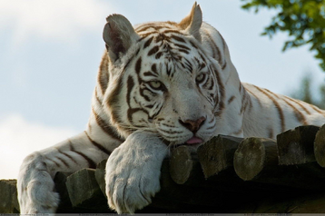 Tigre blanco 2.png