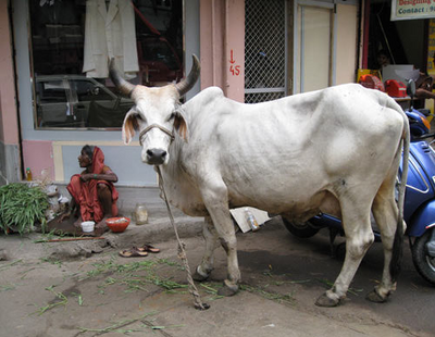 Vaca 13.png