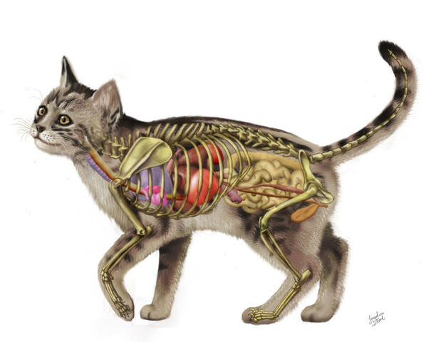 Archivo:Cat anatomy.jpg