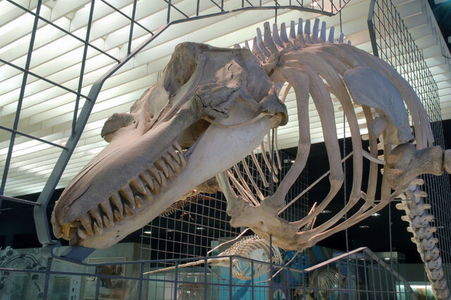 Archivo:Orca skull.jpg