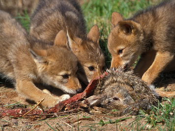 Coyote 5.png