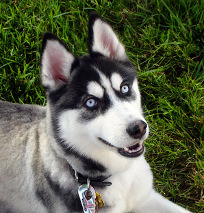 Siberian husky.png