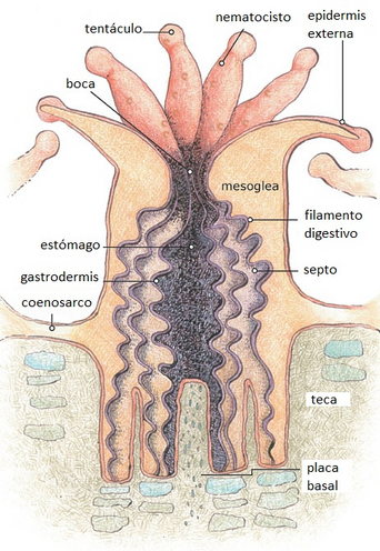 Cnidarios 2.png