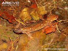 Montseny-brook-newt-.jpg
