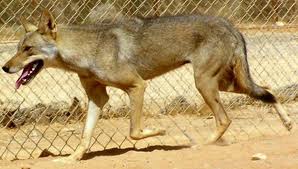 Lobo arabe.jpg