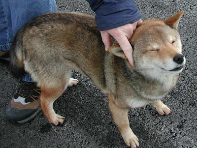 Coydog.png