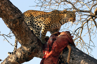 Leopardo africano 4.png