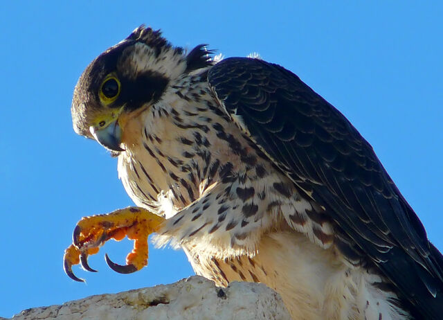 Archivo:Halcón peregrino.jpg