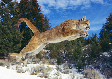 Puma 10.png
