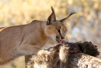 Caracal 3.png