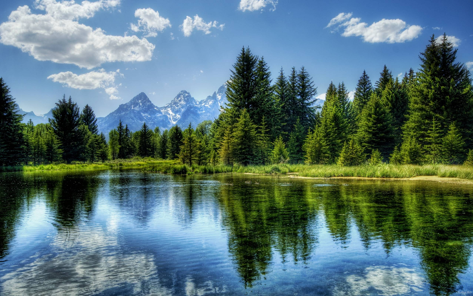 Imagen Bosque de coniferas fondo.png Wiki Reino Animalia FANDOM powered by Wikia Imagen Bosque de coniferas fondo.png Wiki Reino Animalia FANDOM powered by Wikia