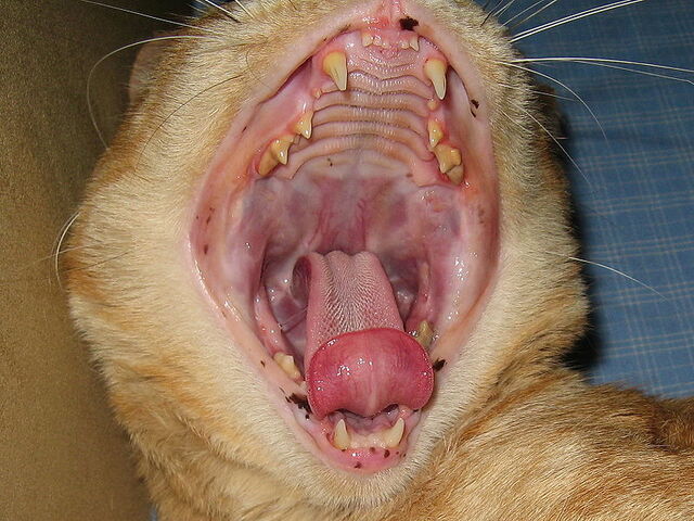 Archivo:Boca de gato.jpg