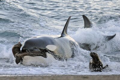 Orca cazando1.jpg