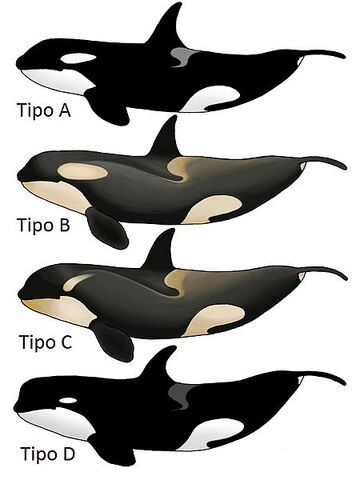 Archivo:Tipos de orcas.jpg