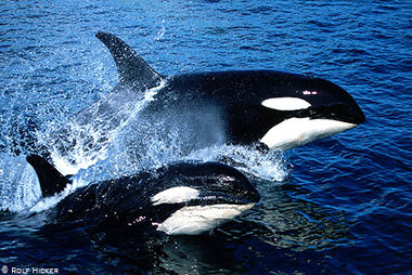Orcas nadando.jpg