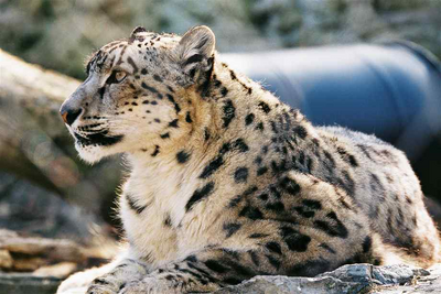 Leopardo de las nieves 1.png