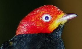 Saltarin cabecirojo norteño 5.png
