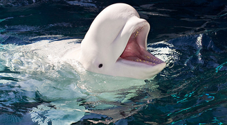 Beluga 7.png