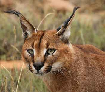 Caracal 1.png