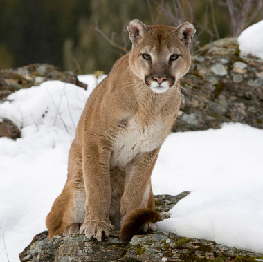 Puma 5.png