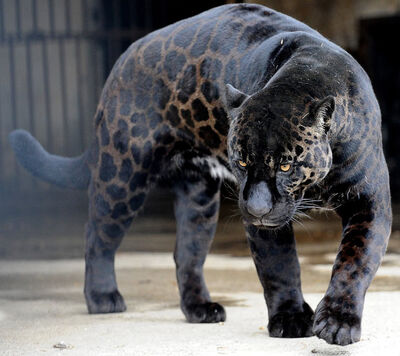 Black jaguar.jpg