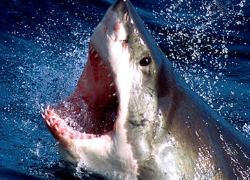Tiburon blanco5.jpg
